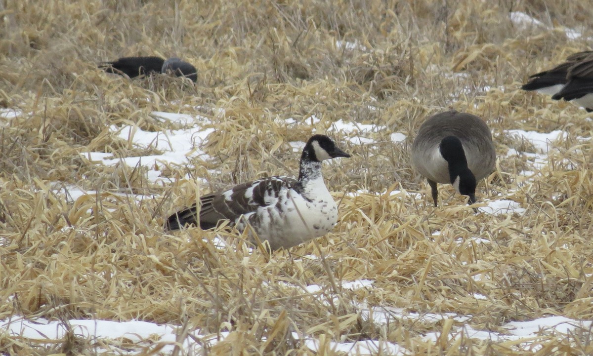 Canada Goose - ML631195650