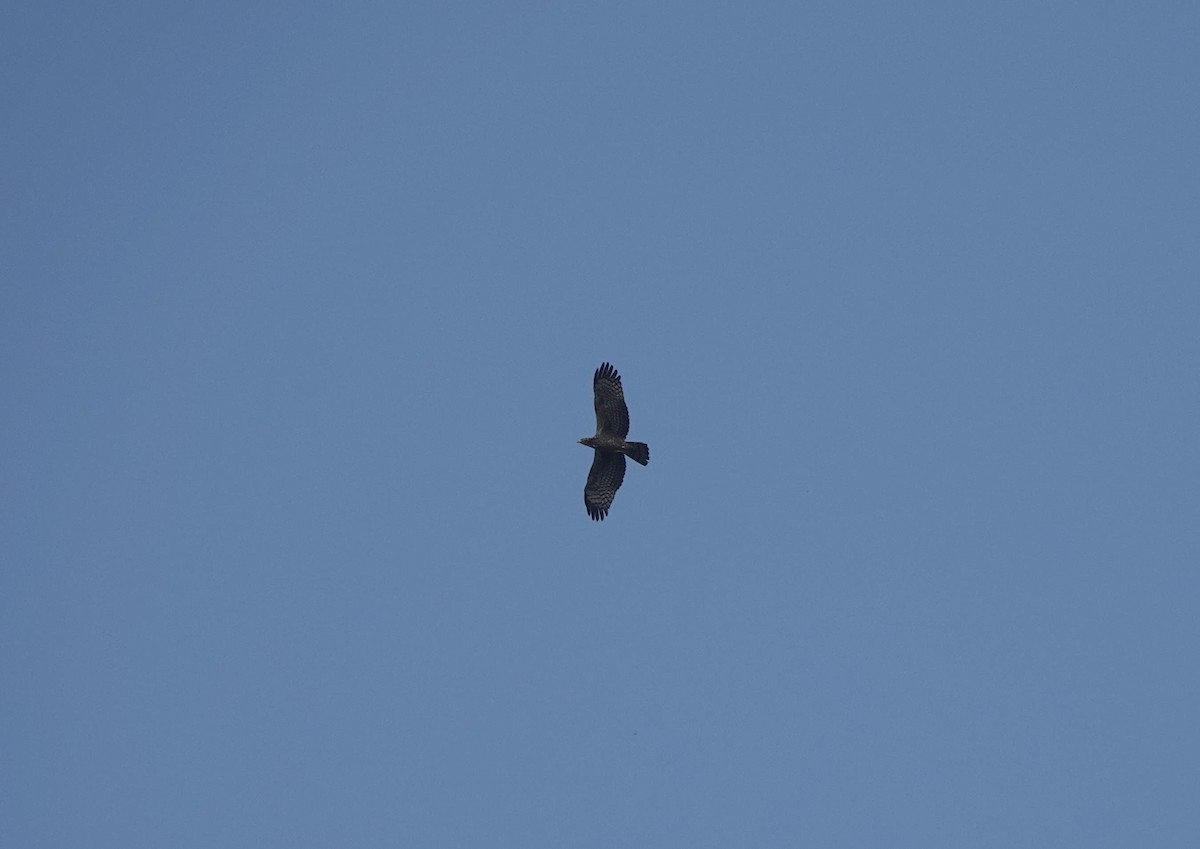 Oriental Honey-buzzard - ML631195764