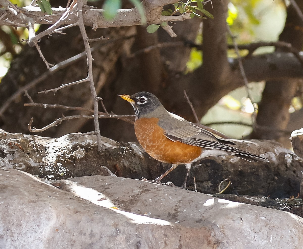 American Robin - ML631195773