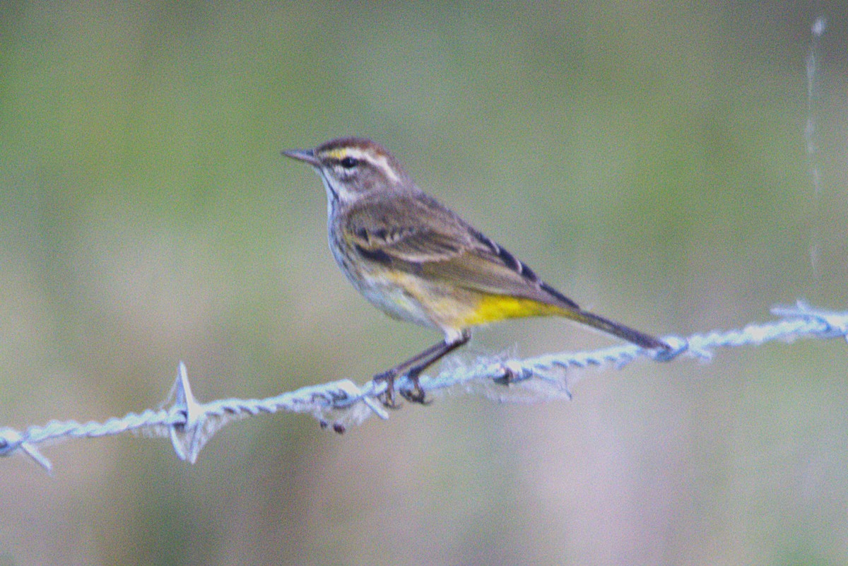 Palm Warbler - ML631195782