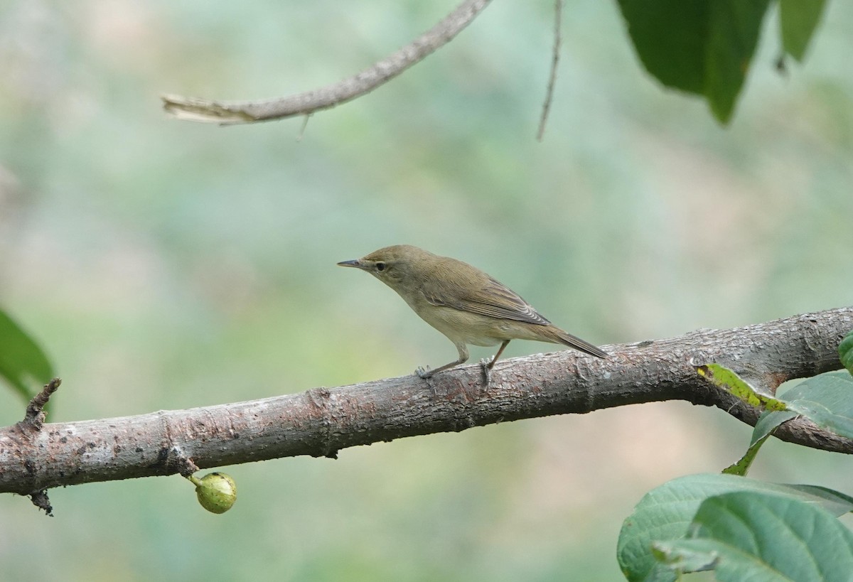 Blyth's Reed Warbler - ML631195808