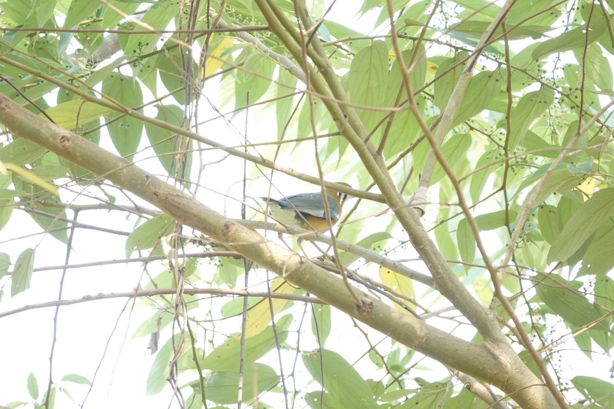 Orange-headed Thrush - ML631195826