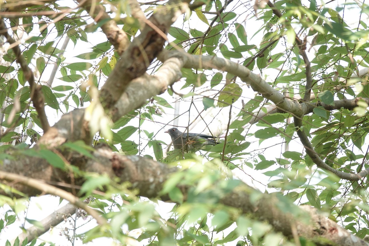 Indian Blackbird - ML631195855