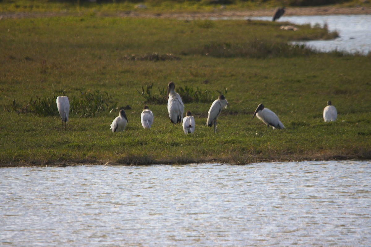 Wood Stork - ML631195885