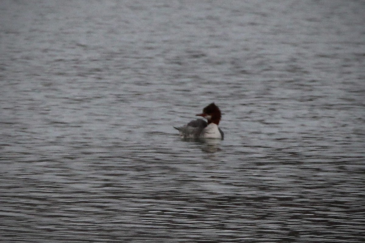 Common Merganser - ML631195975
