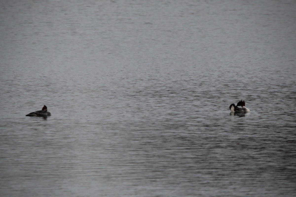 Common Merganser - ML631195976