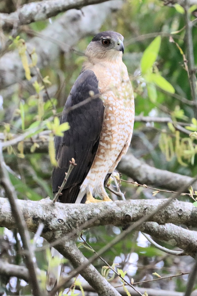 Cooper's Hawk - ML631196028
