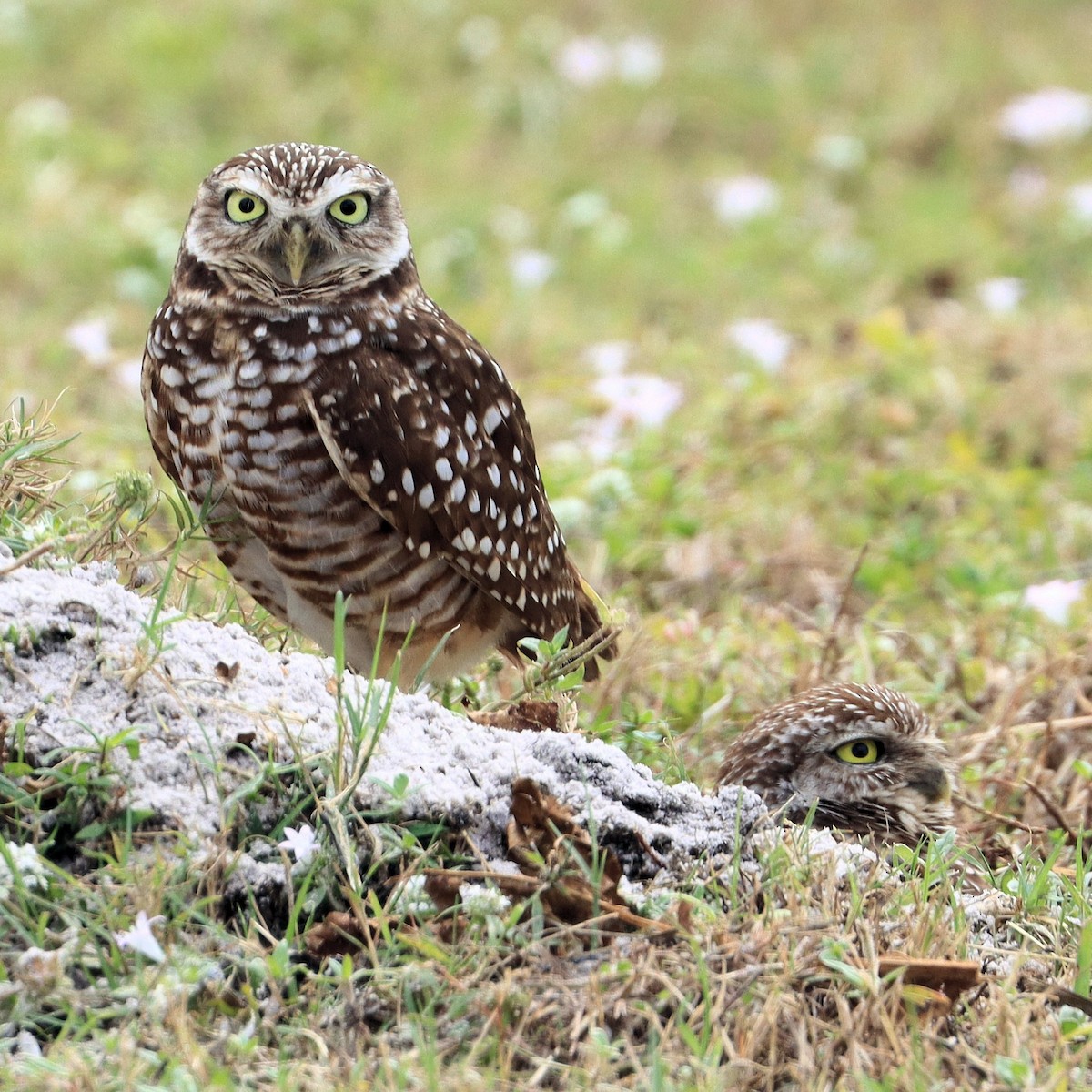 Burrowing Owl - ML631196099