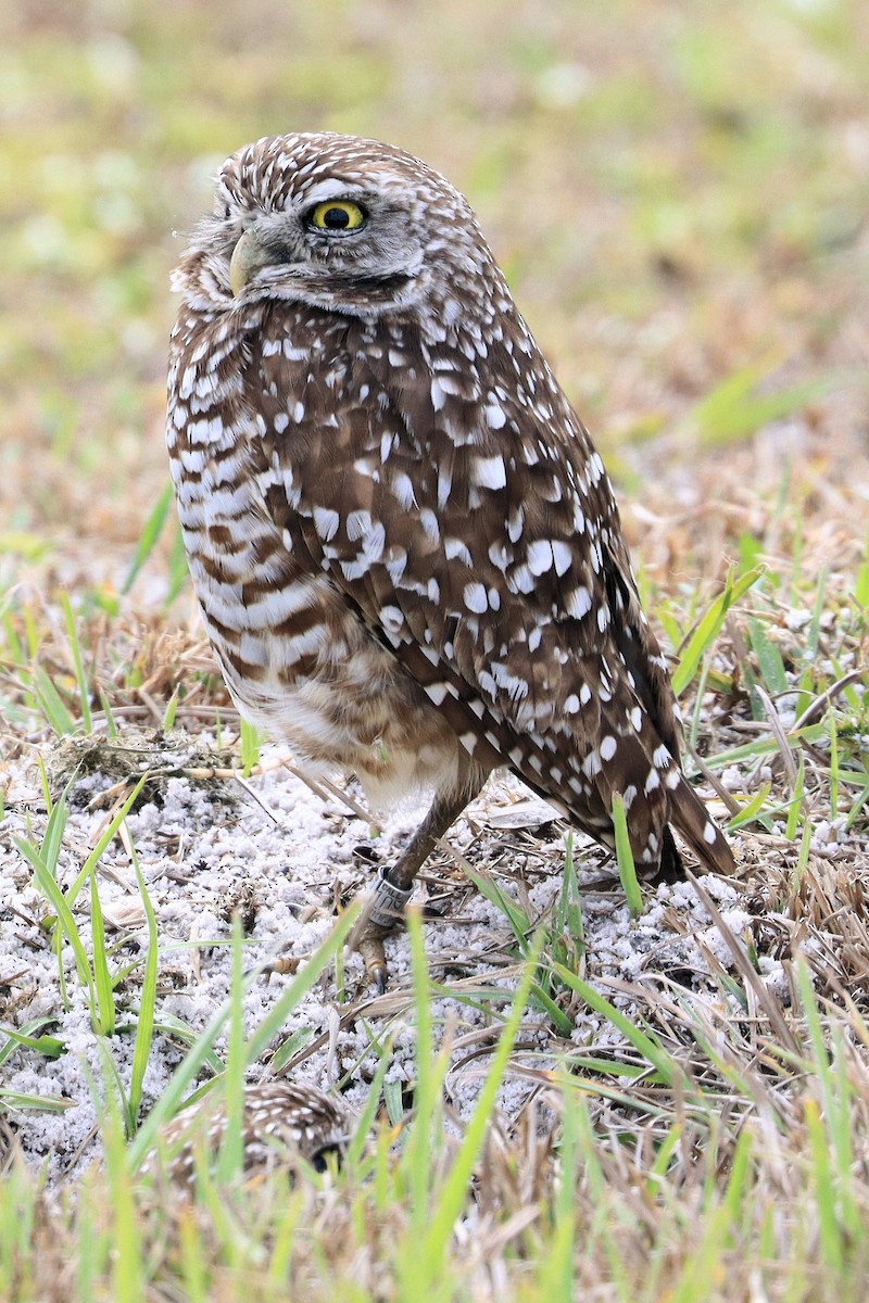 Burrowing Owl - ML631196102
