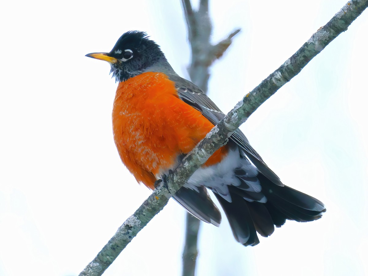 American Robin - ML631196120