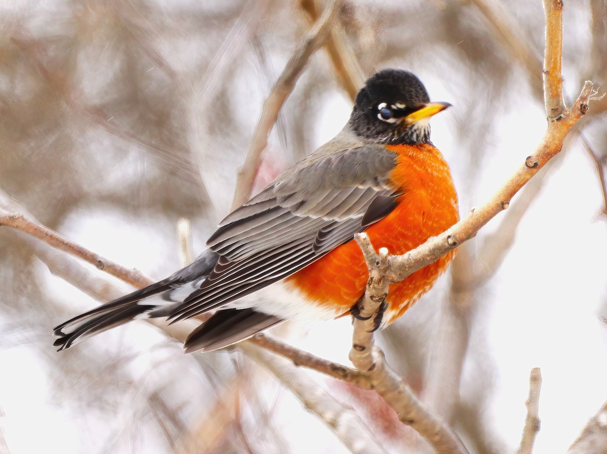 American Robin - ML631196124