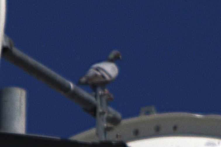 Rock Pigeon (Feral Pigeon) - ML631196174