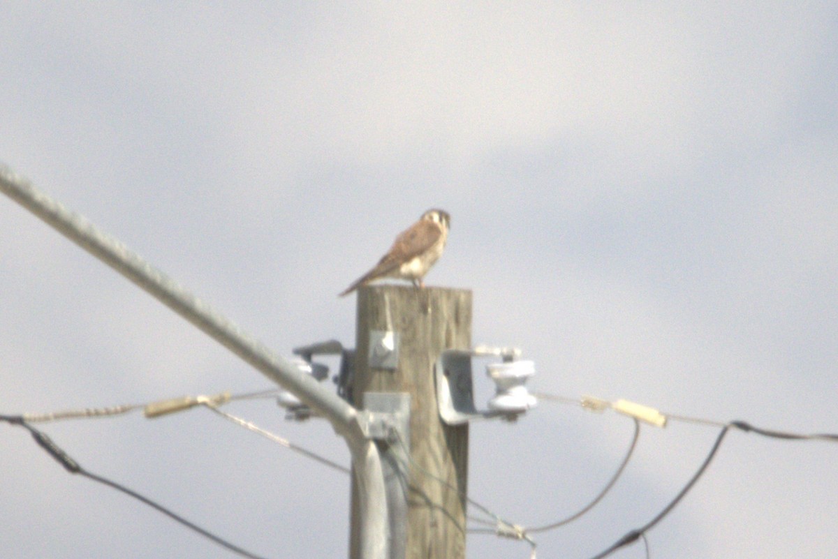 American Kestrel - ML631196190