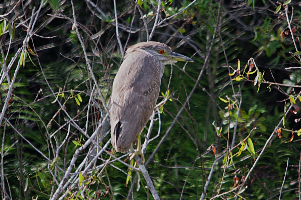 Black-crowned Night Heron - ML631196228