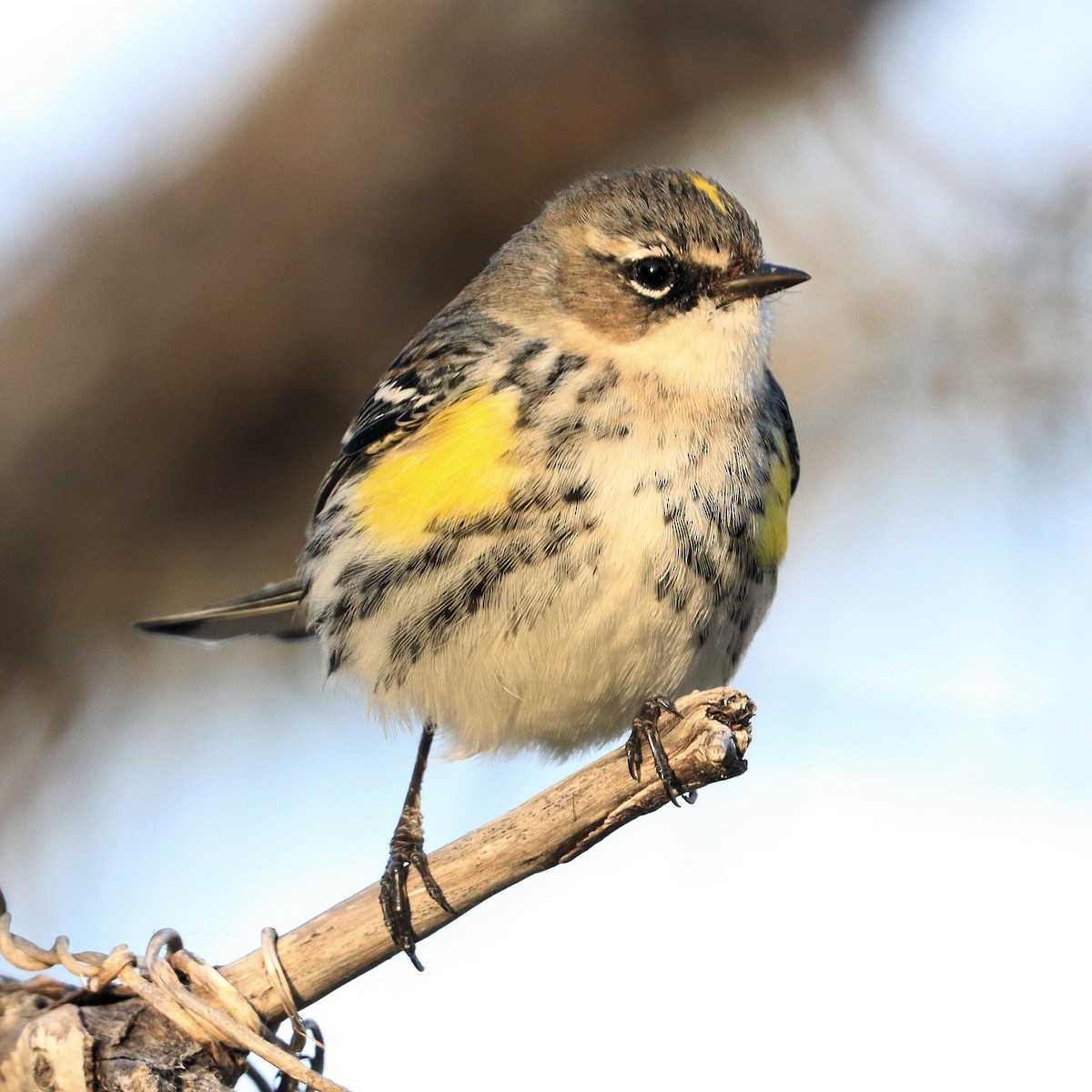 Yellow-rumped Warbler - ML631196332