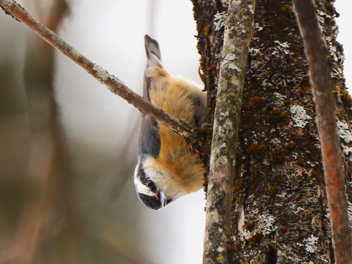 Red-breasted Nuthatch - ML631196336
