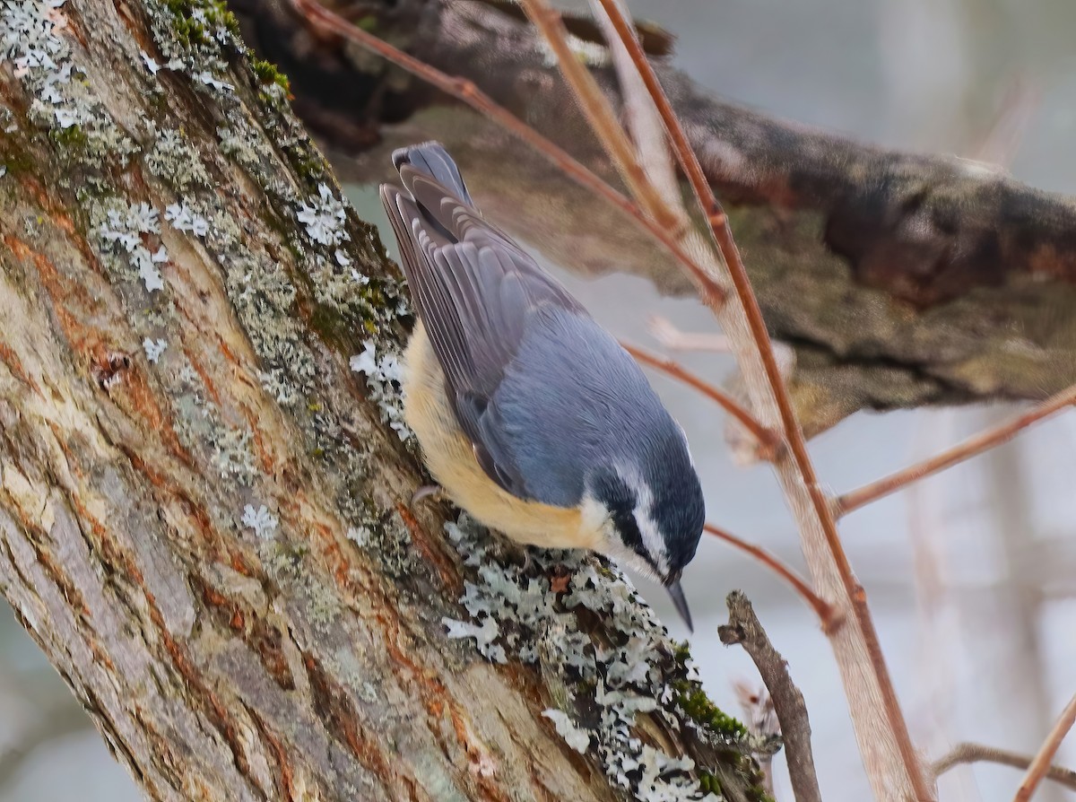 Red-breasted Nuthatch - ML631196338
