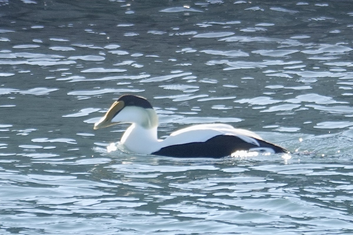 Eider arrunta - ML631196384