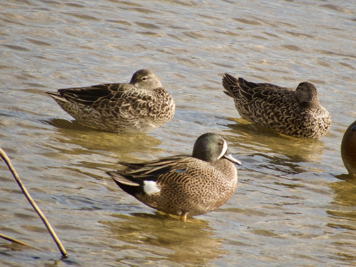 Blue-winged Teal - ML631196465