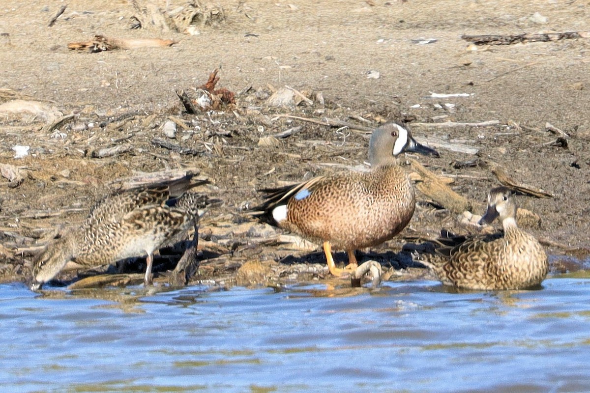 Blue-winged Teal - ML631196471