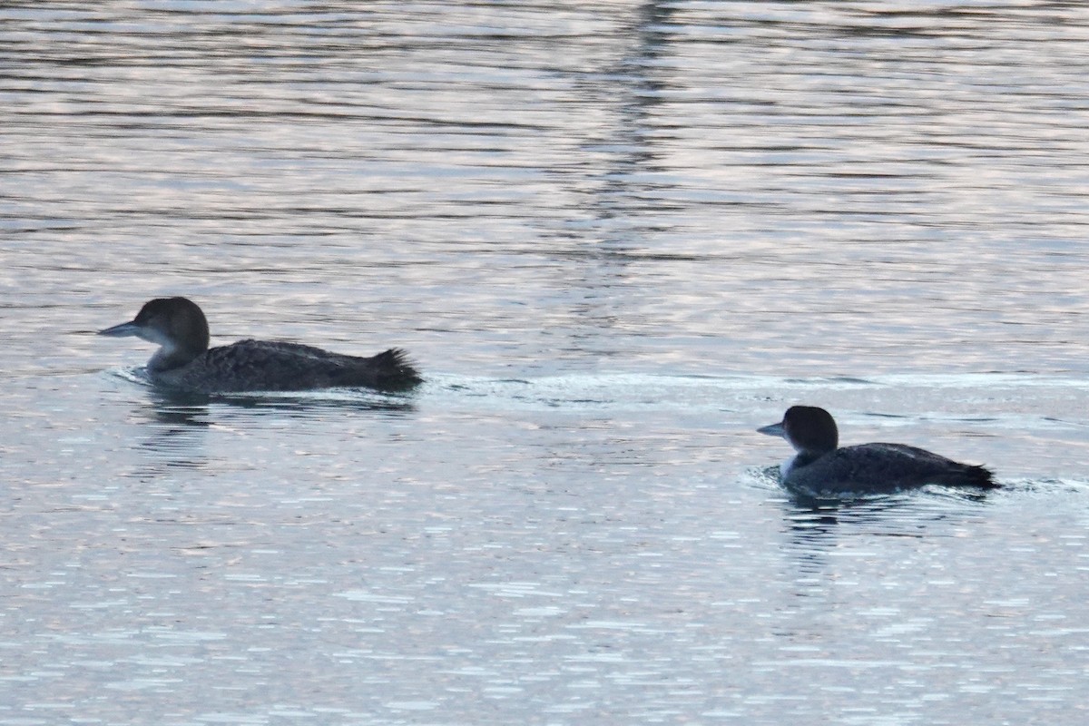 Common Loon - ML631196582