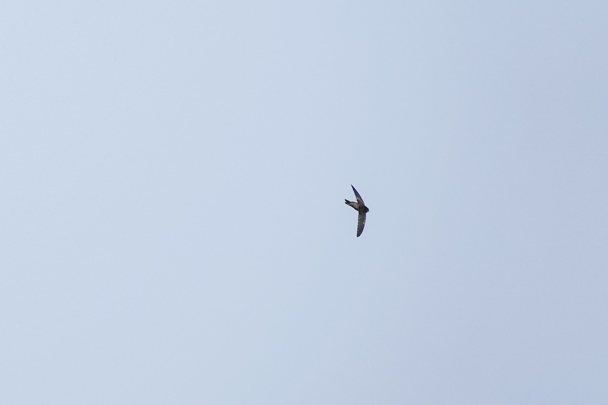 Indian Swiftlet - ML631196583