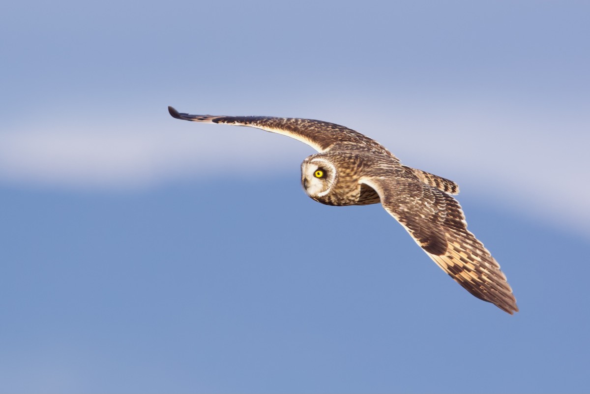 Short-eared Owl - ML631196606