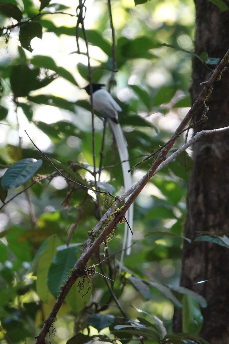 Indian Paradise-Flycatcher - ML631196645