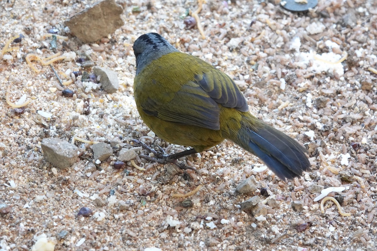 Large-footed Finch - ML631196671