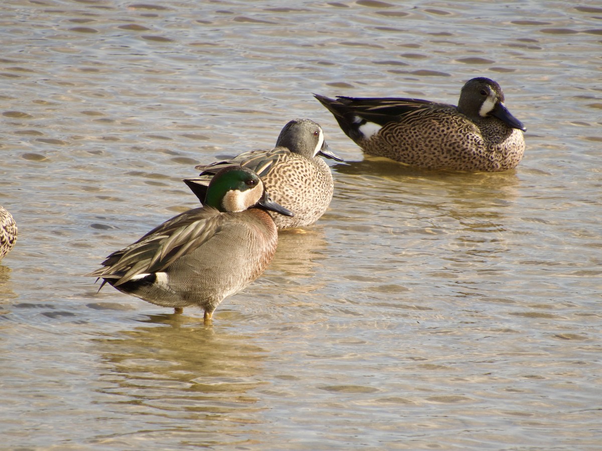 Blue-winged x Green-winged Teal (hybrid) - ML631196684
