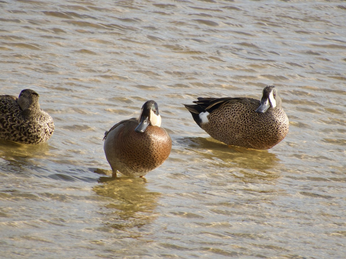 Blue-winged x Green-winged Teal (hybrid) - ML631196685