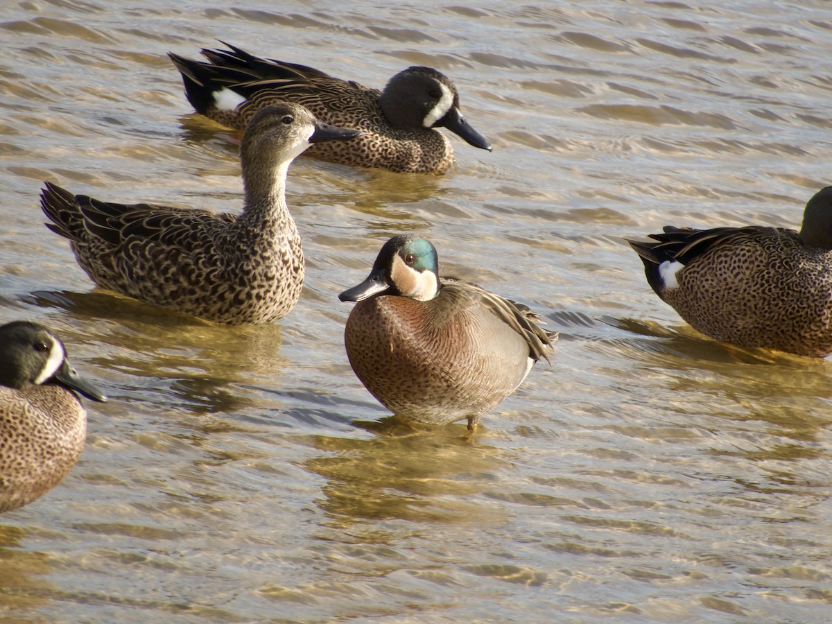 Blue-winged x Green-winged Teal (hybrid) - ML631196687