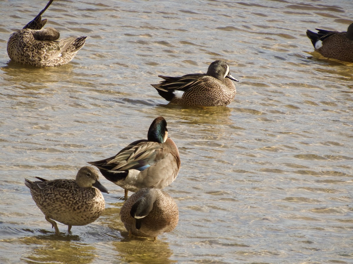 Blue-winged x Green-winged Teal (hybrid) - ML631196688