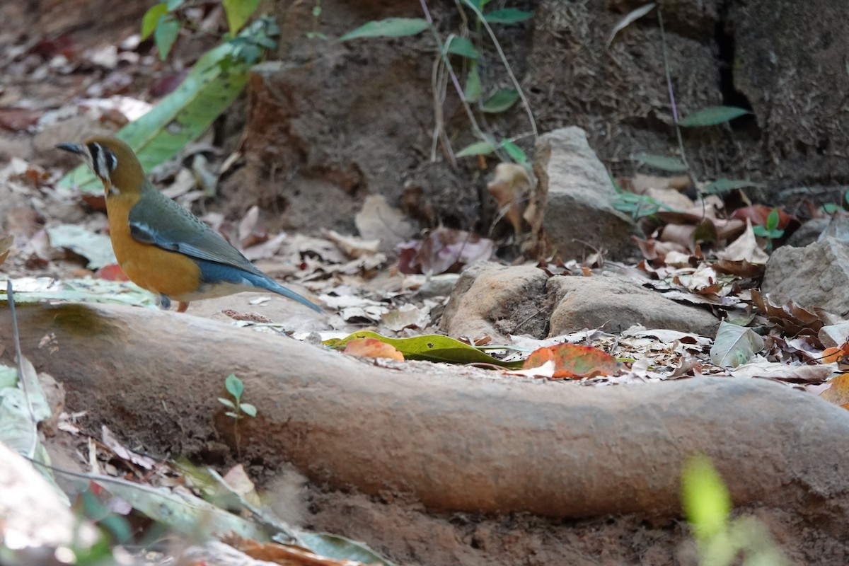 Orange-headed Thrush - ML631196696