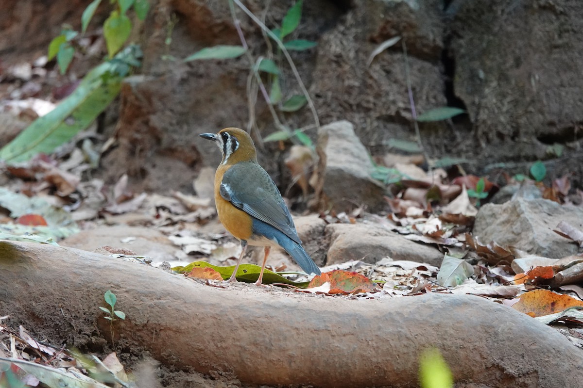 Orange-headed Thrush - ML631196697