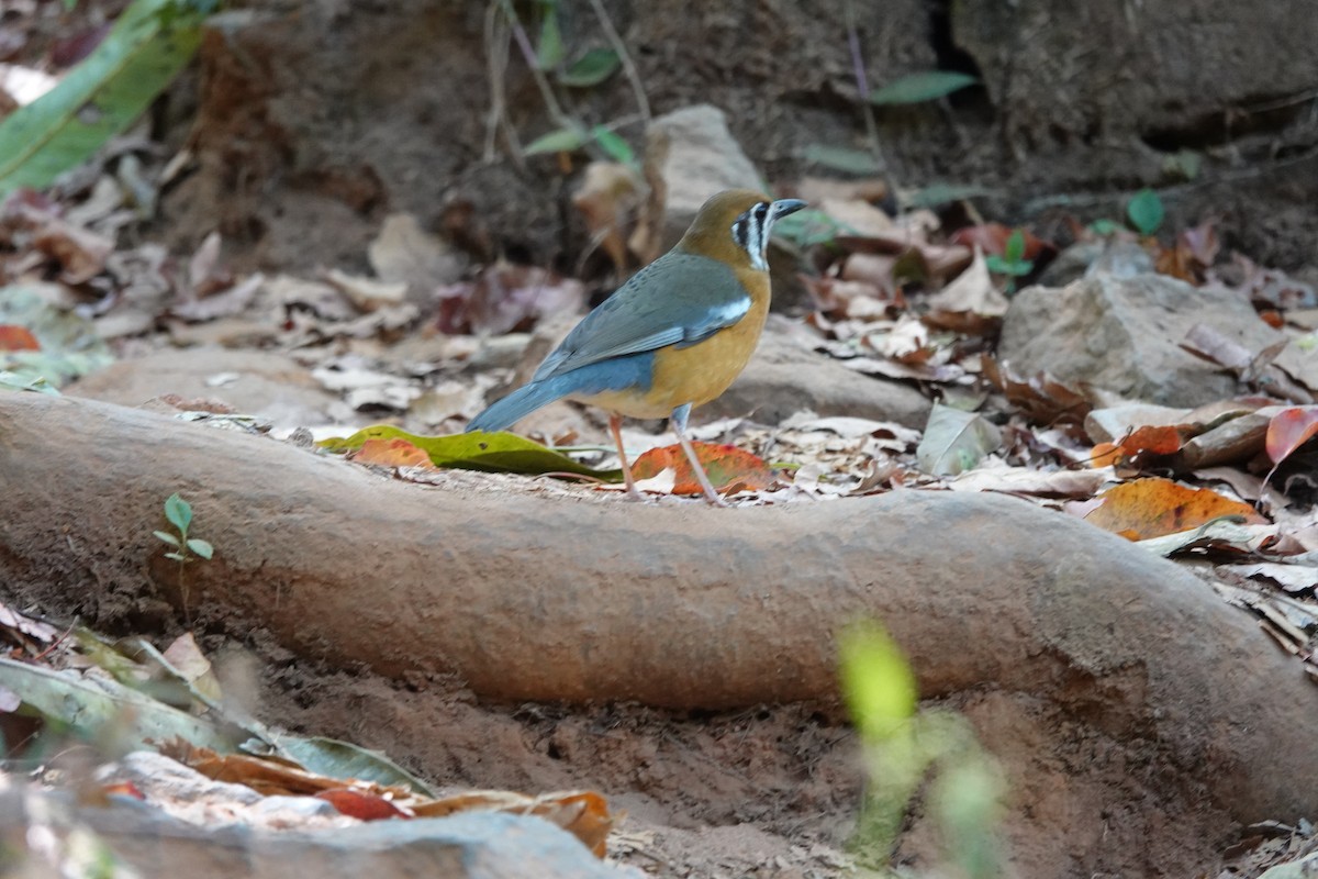 Orange-headed Thrush - ML631196698