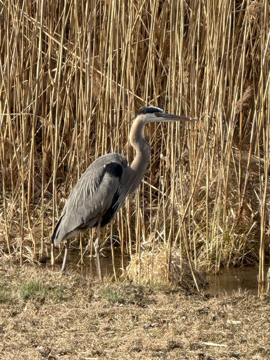 Great Blue Heron - ML631196703