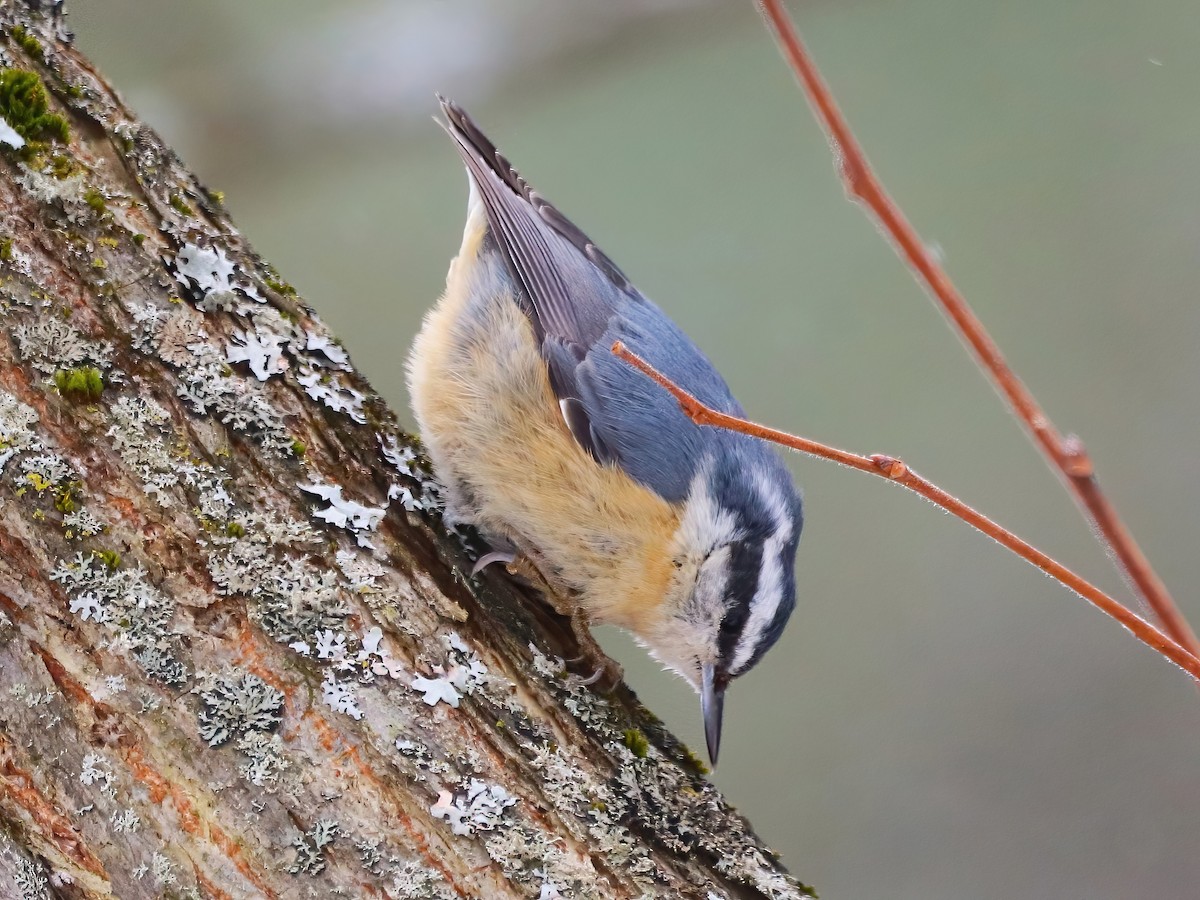 Red-breasted Nuthatch - ML631196724