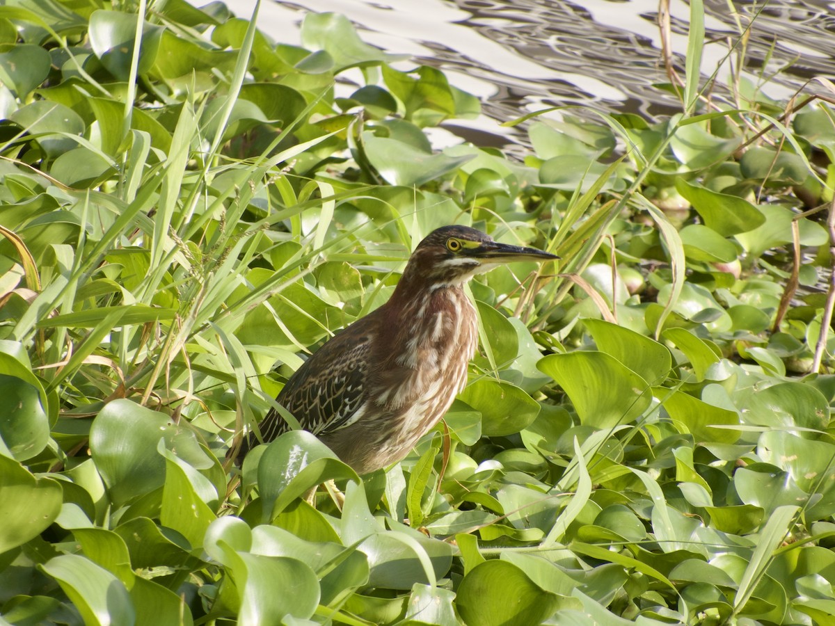 Green Heron (virescens/bahamensis) - ML631196725