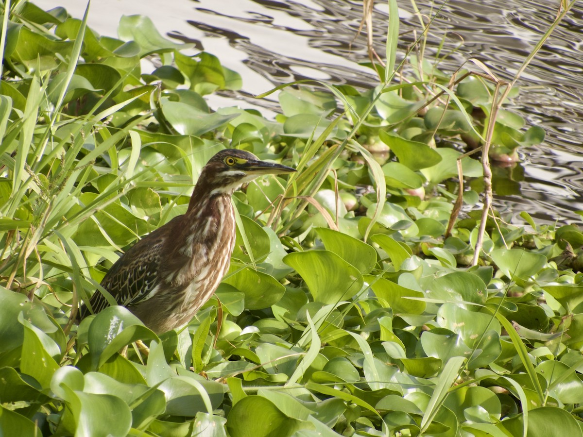 Green Heron (virescens/bahamensis) - ML631196726