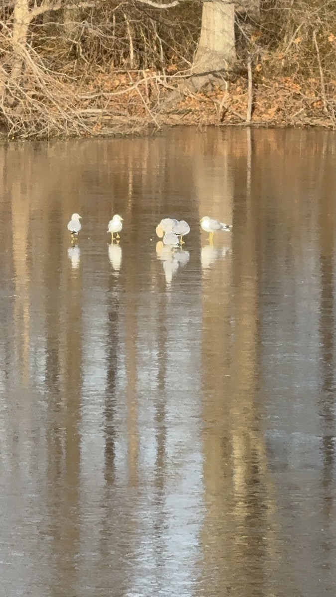 Ring-billed Gull - ML631196731