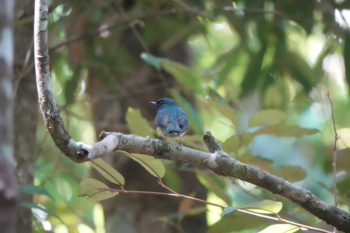 White-bellied Blue Flycatcher - ML631196742