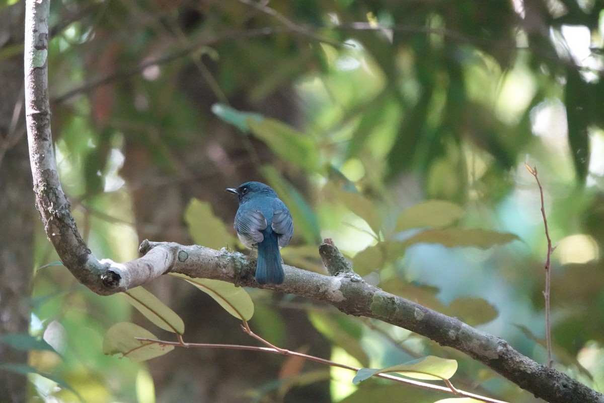 White-bellied Blue Flycatcher - ML631196746