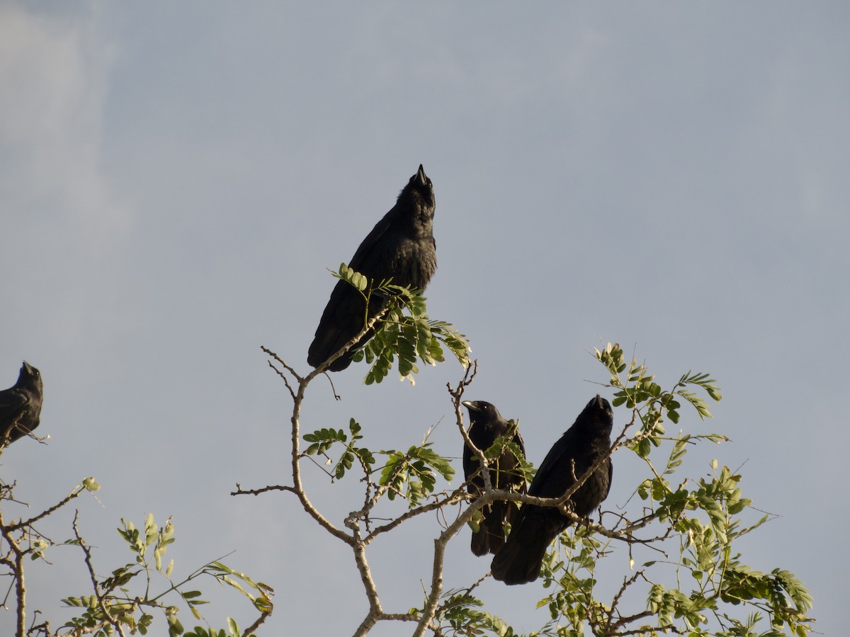 Fish Crow - ML631196753
