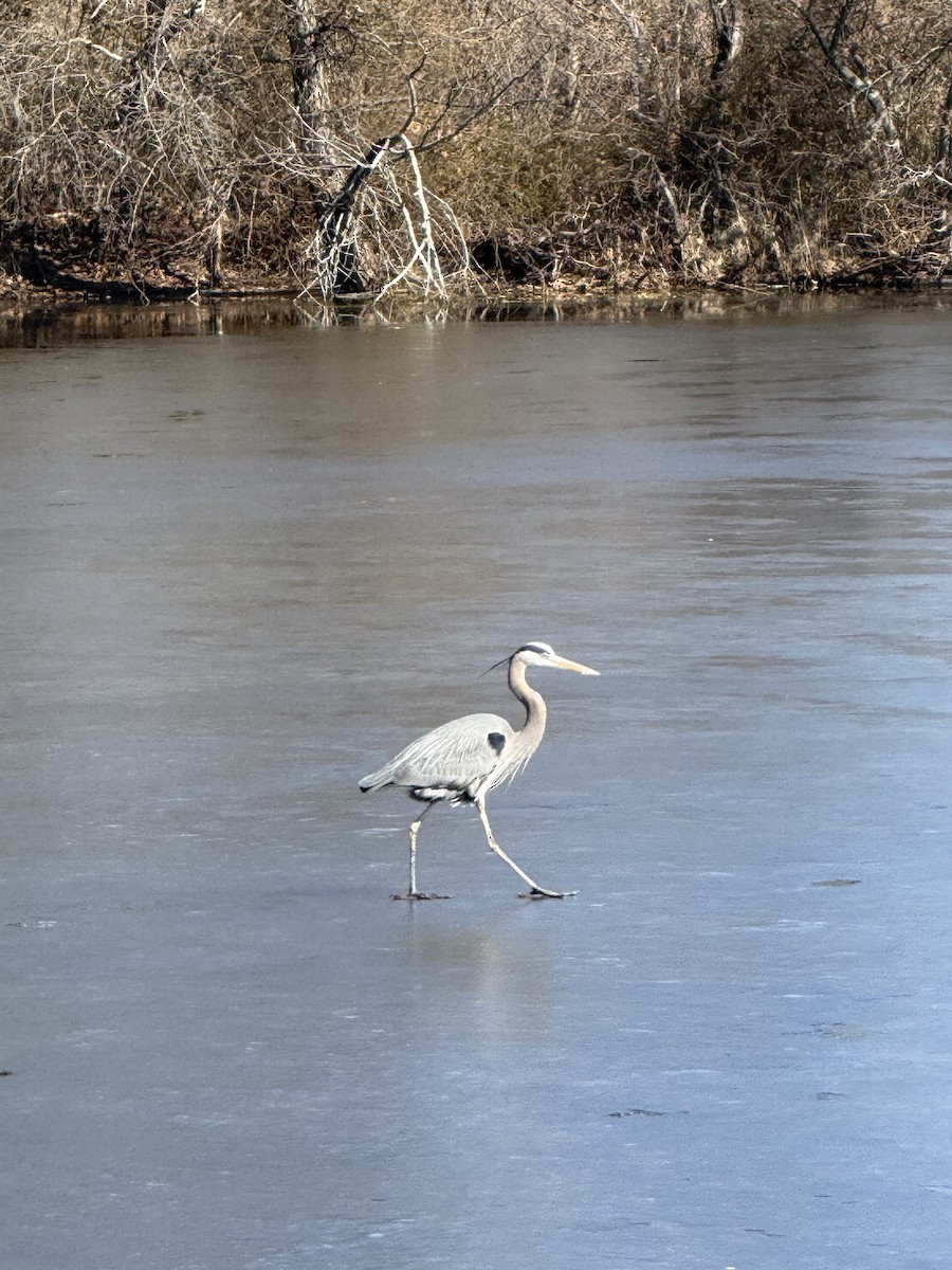 Great Blue Heron - ML631196775