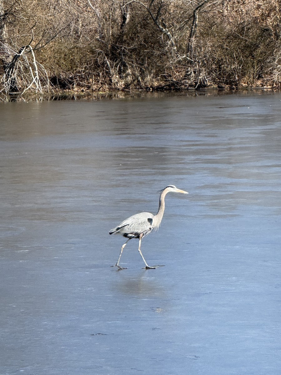 Great Blue Heron - ML631196776