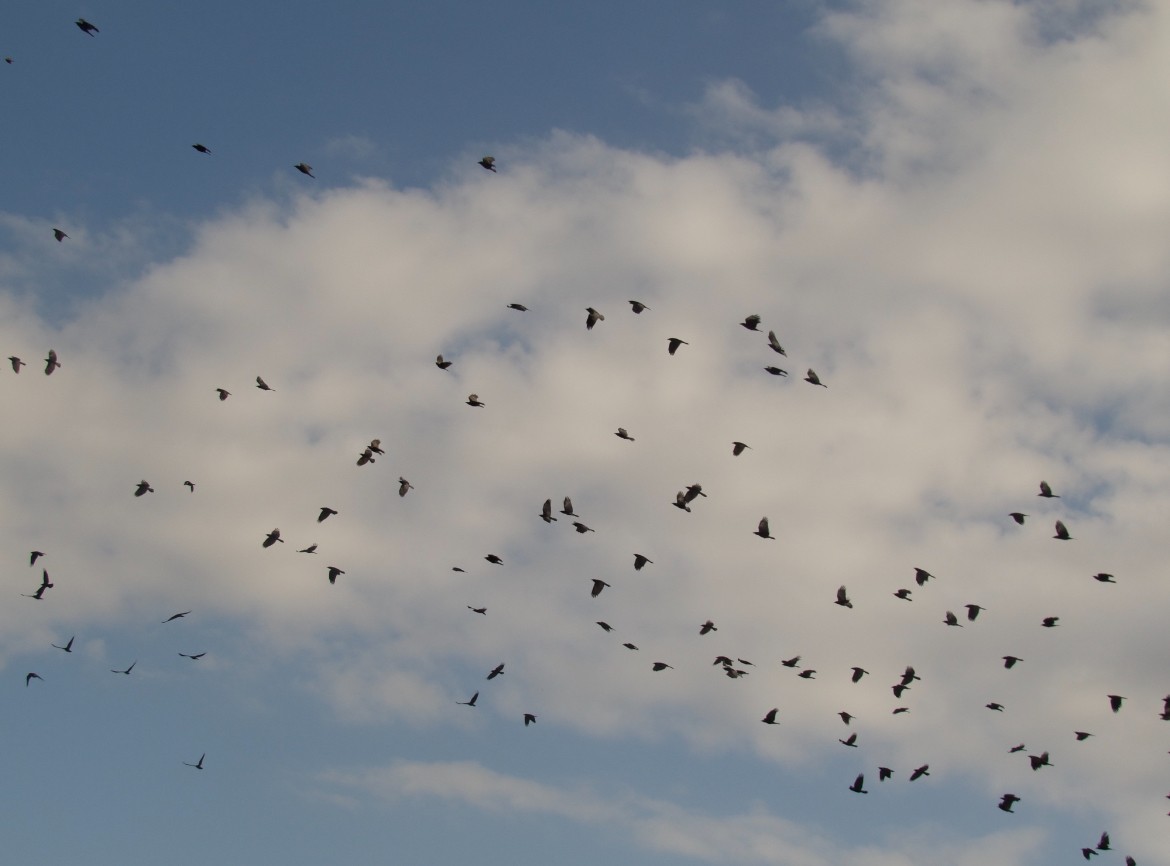 Fish Crow - ML631196790