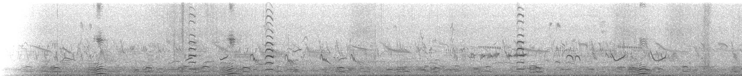 Paradise Shelduck - ML631196865