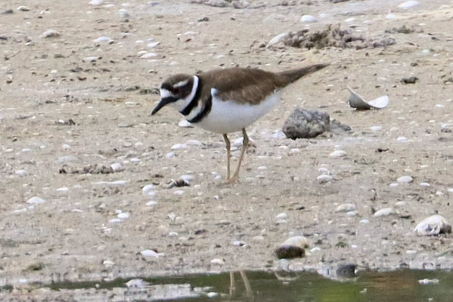 Killdeer - ML631196989