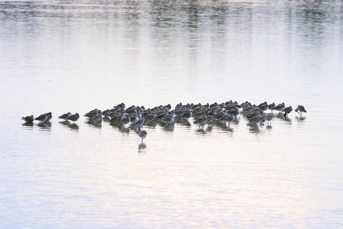 Willet - ML631196996